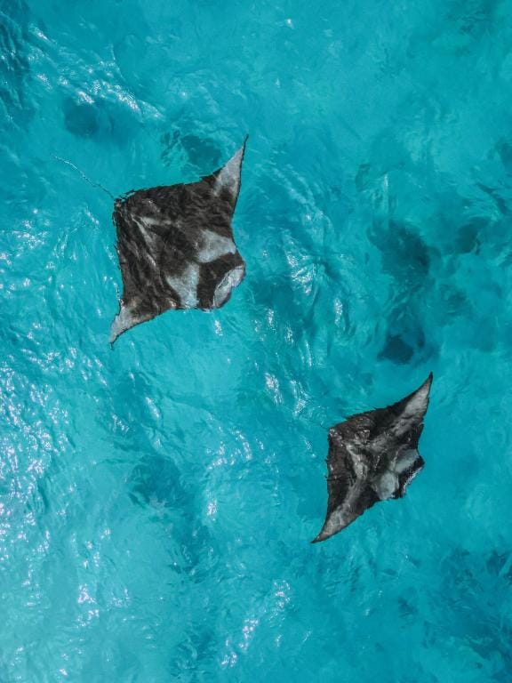 Diamonds Athuruga Maldives Resort & Spa — 2